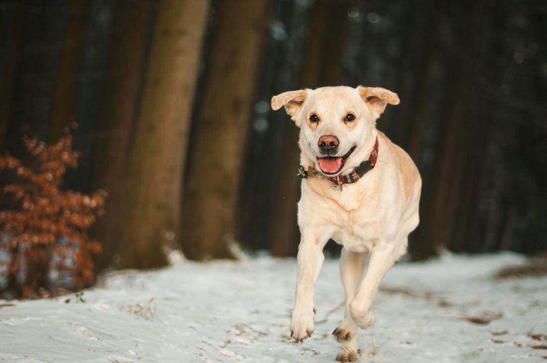 The Ultimate Winter Care Guide for Your Pets